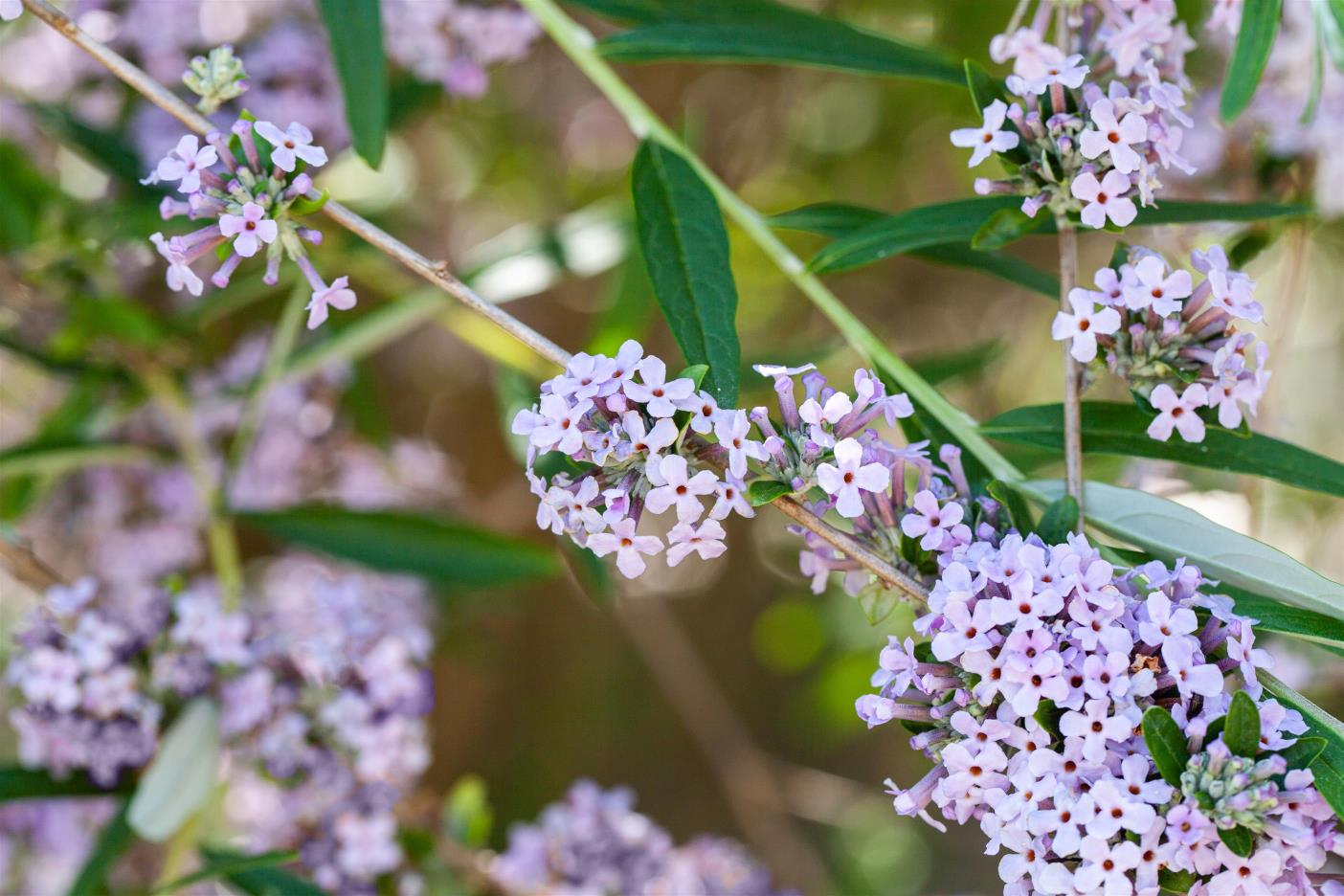 Buddleja Alternifolia - Vlinderstruik