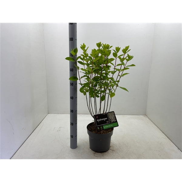Hydrangea paniculata Baby Lace® - Kleinblijvende witte Pluimhortensia
