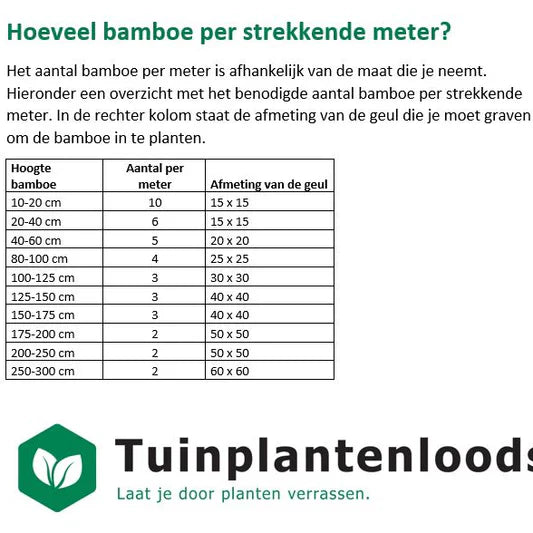 Fargesia 'Winter Joy' - Niet woekerende bamboe