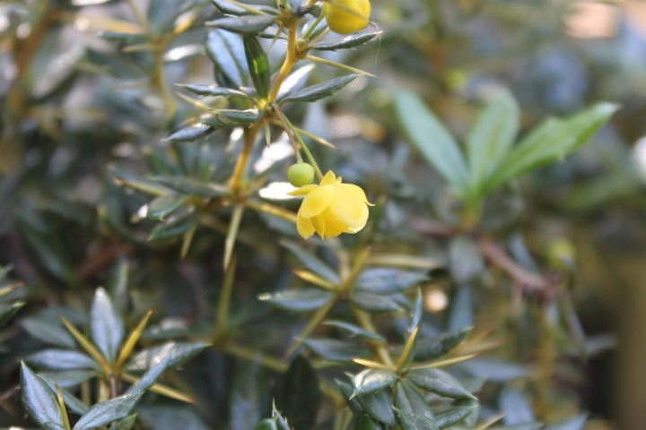 Berberis interposita 'Wallich's Purple' - Zuurbes