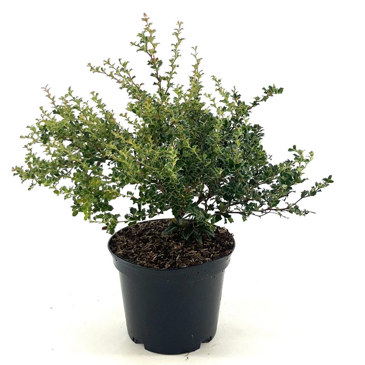 Berberis darwinii 'Compacta' - Zuurbes
