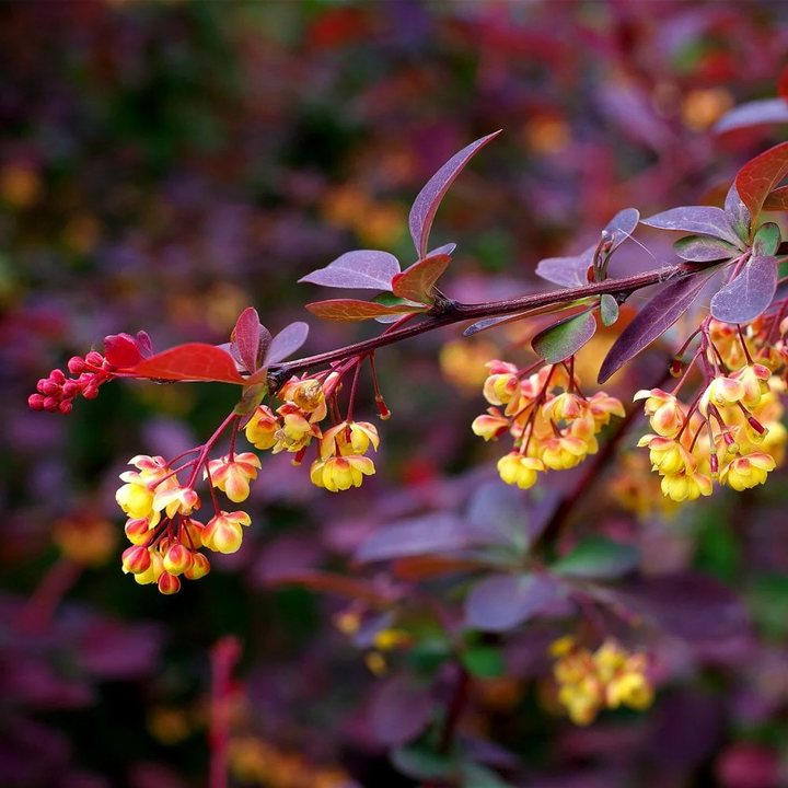 Berberis ottawensis 'Superba' - Zuurbes