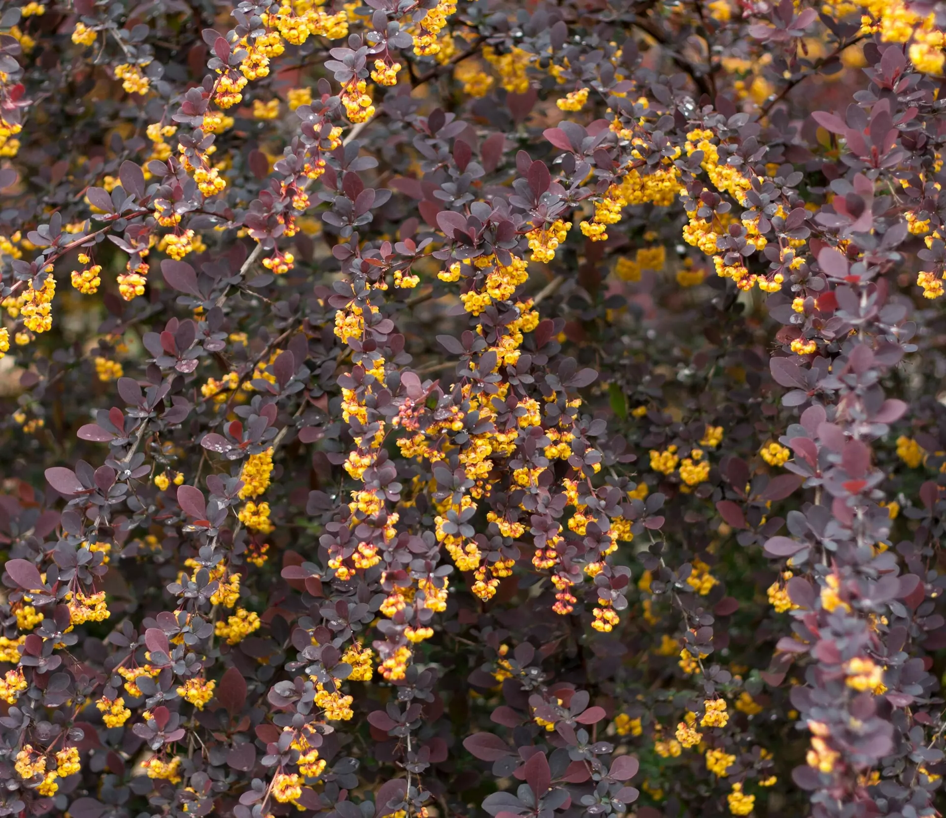 Berberis ottawensis 'Superba' - Zuurbes