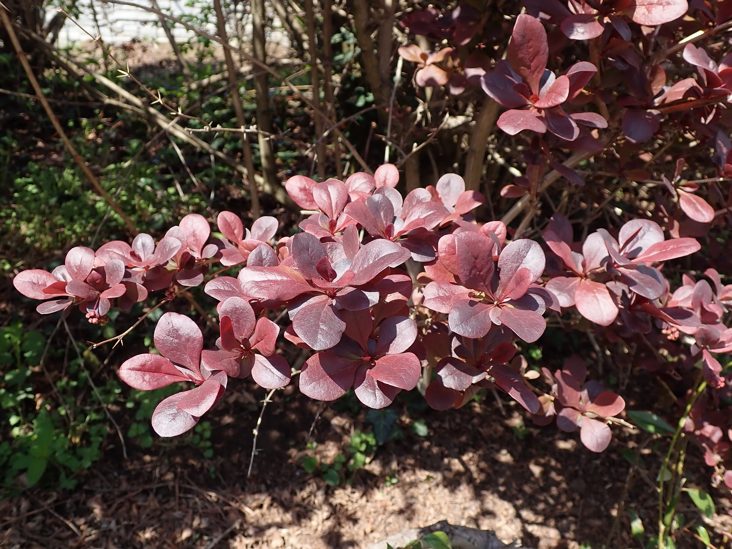 Berberis ottawensis 'Superba' - Zuurbes