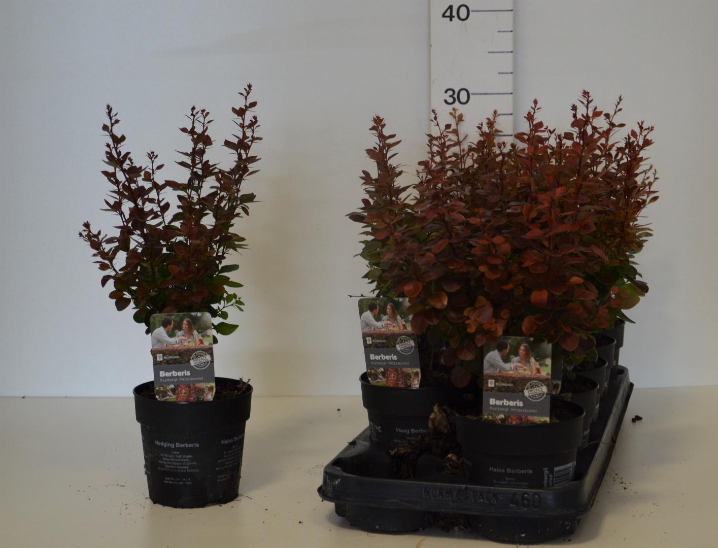 Berberis thunb. 'Atropurpurea' in Pot - Rode Zuurbes haag