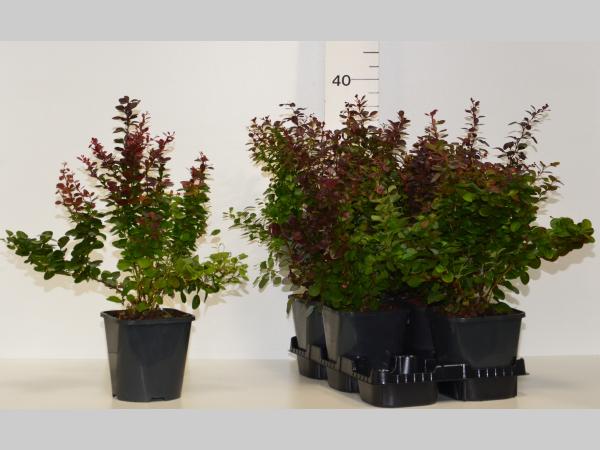 Berberis thunb. 'Atropurpurea' in Pot - Rode Zuurbes haag