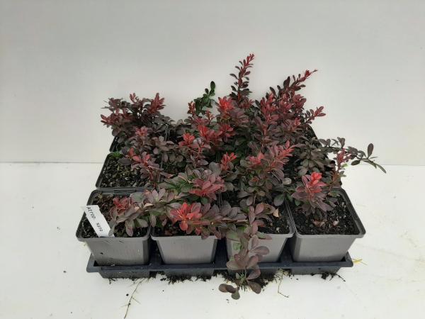 Berberis thunbergii 'Atropurpurea Nana'  - Zuurbeshaag