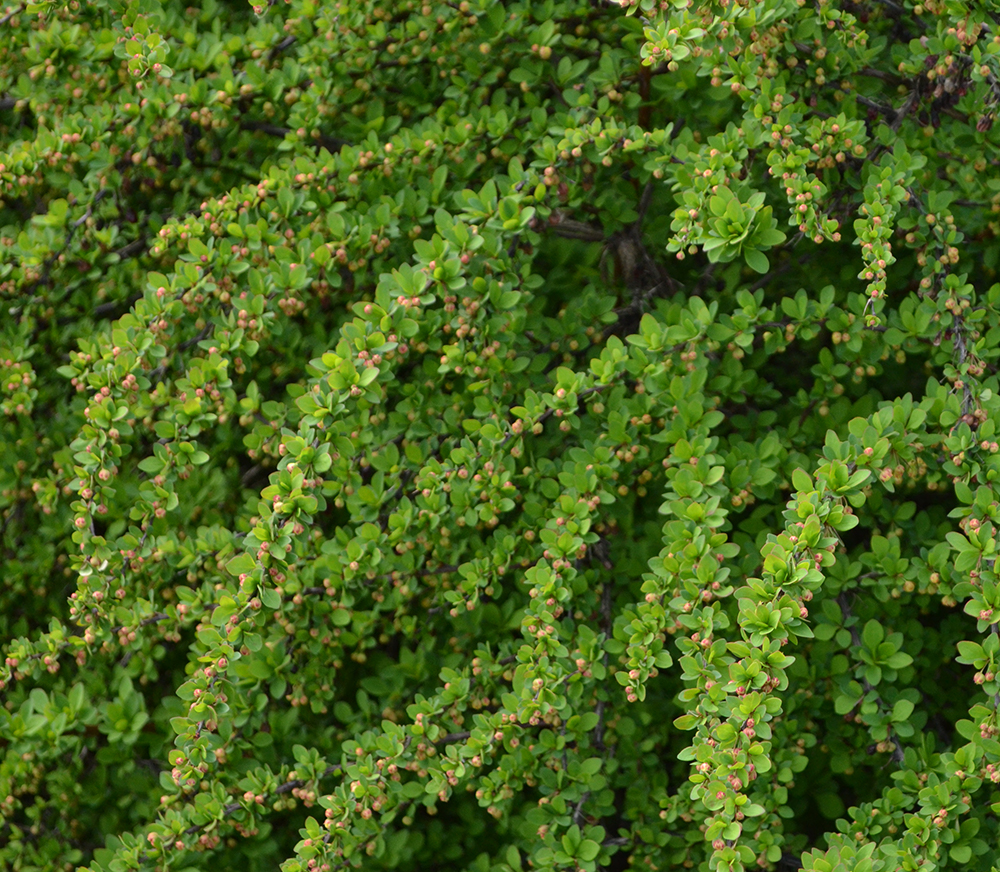 Berberis thunbergii 'Green Carpet' - Zuurbes
