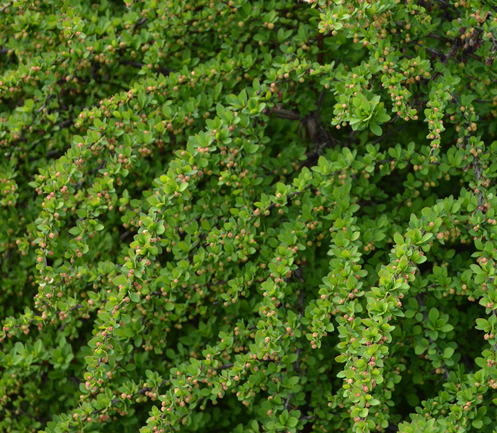 Berberis thunbergii 'Green Carpet' - Zuurbes