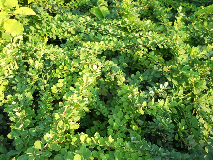 Berberis thunbergii 'Green Carpet' - Zuurbes