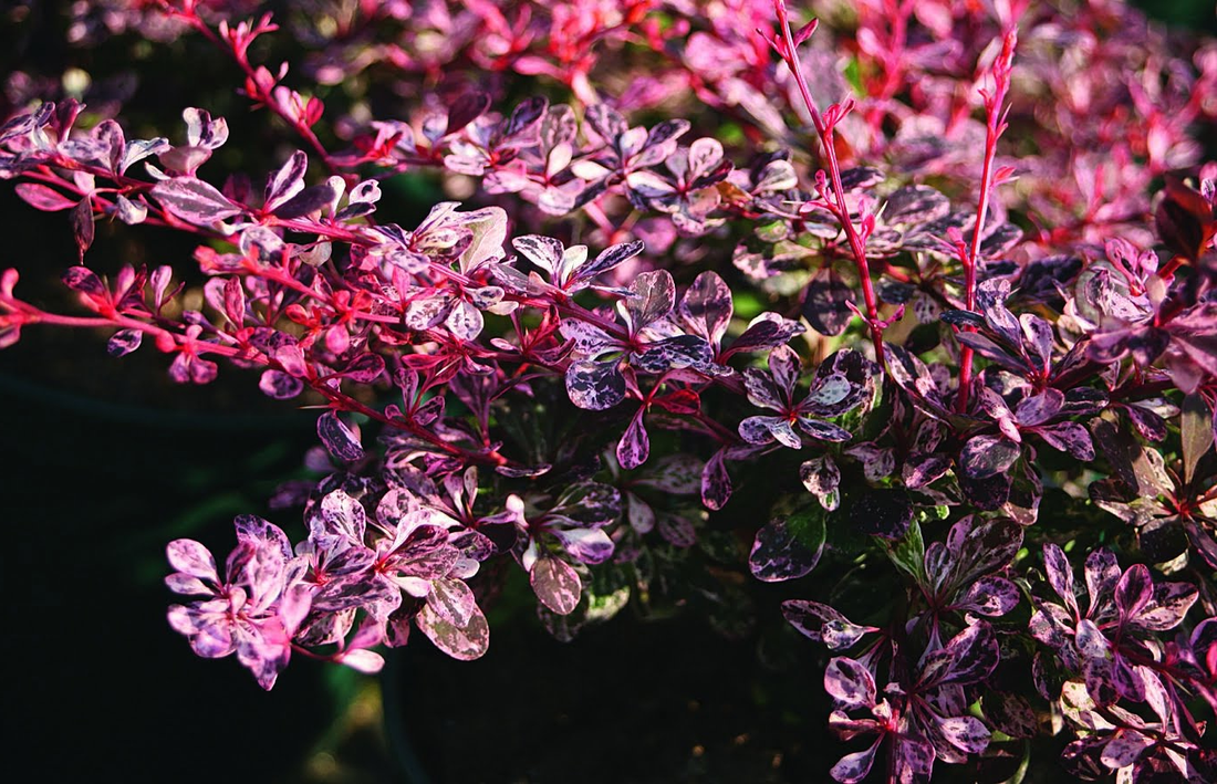 Berberis thunbergii 'Harlequin' - Zuurbes