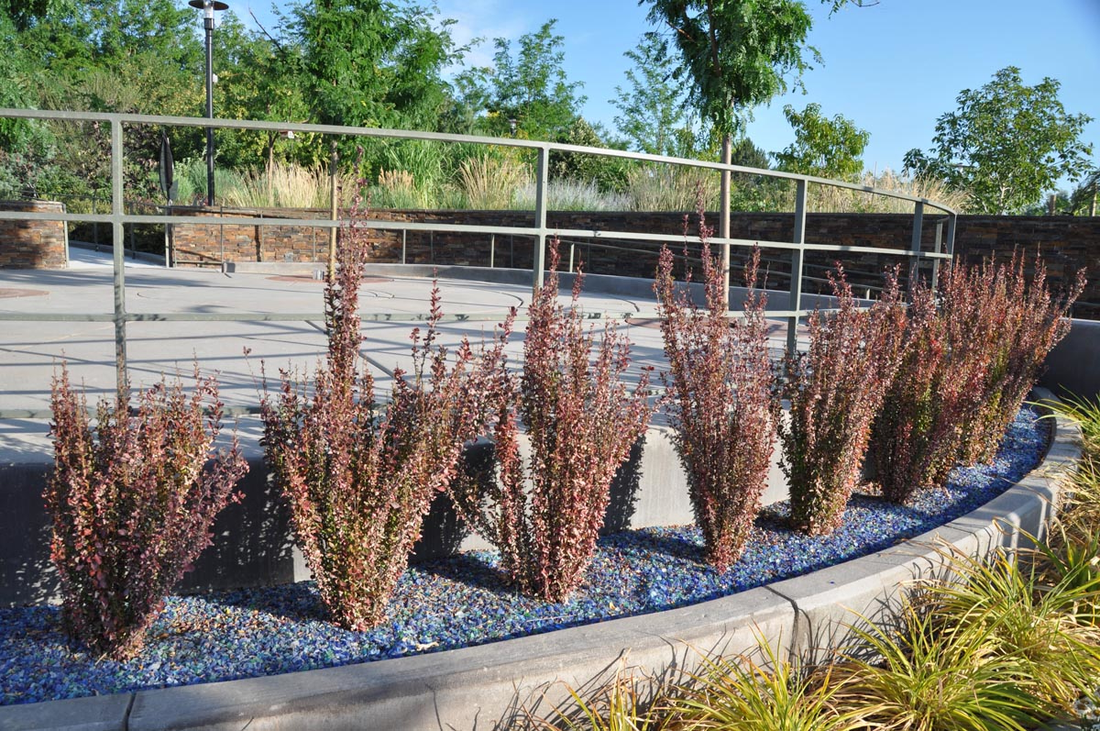 Berberis thunbergii 'Helmond Pillar' - Zuurbes
