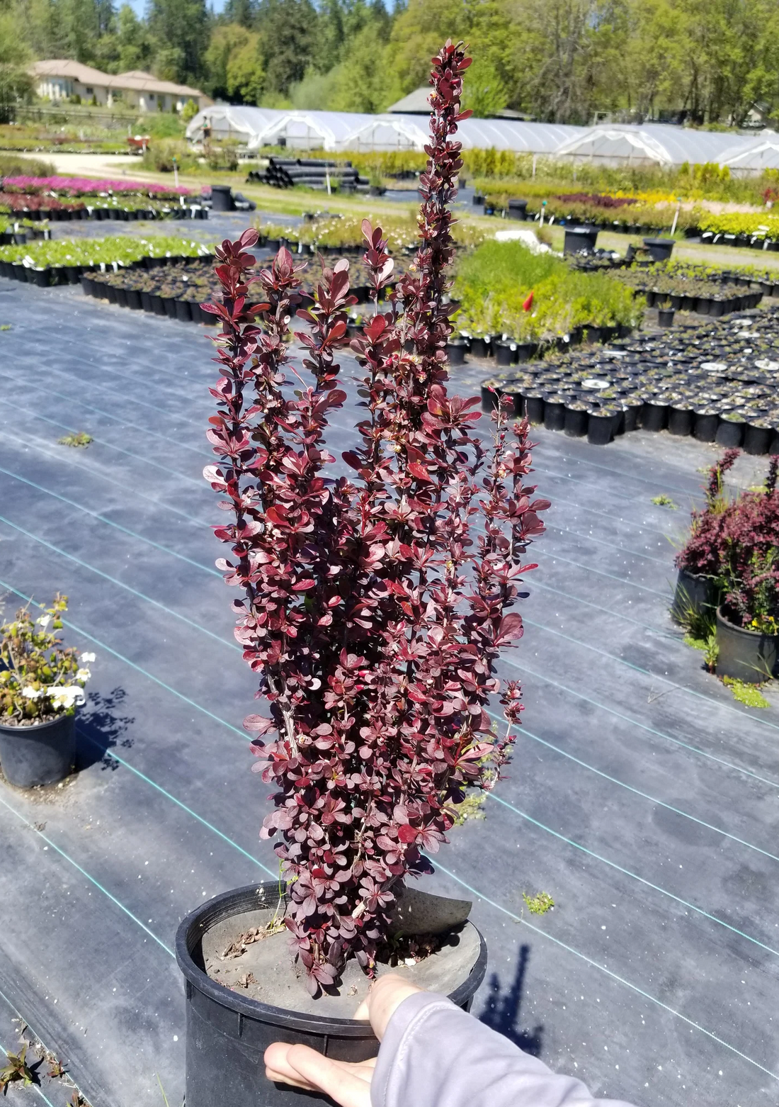 Berberis thunbergii 'Helmond Pillar' - Zuurbes
