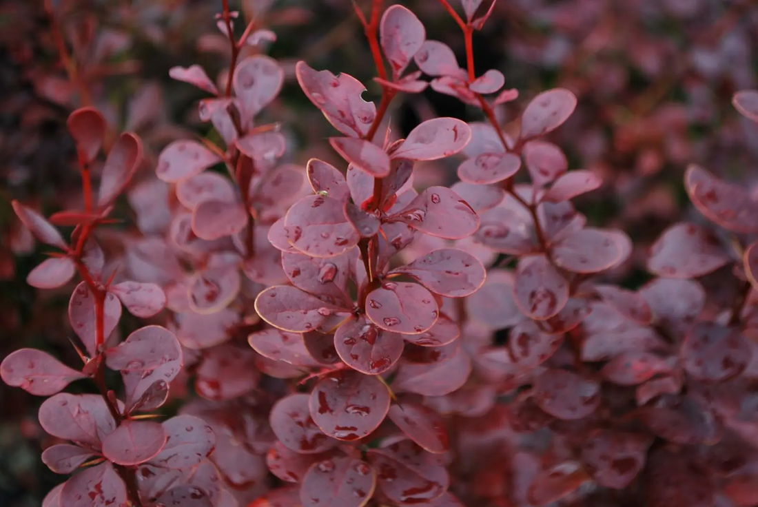 Berberis thunbergii 'Red Pillar' - Zuurbes
