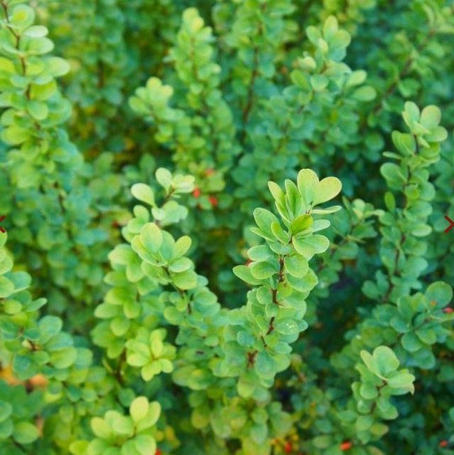 Berberis thunbergii - Gewone Zuurbes haag blote wortel