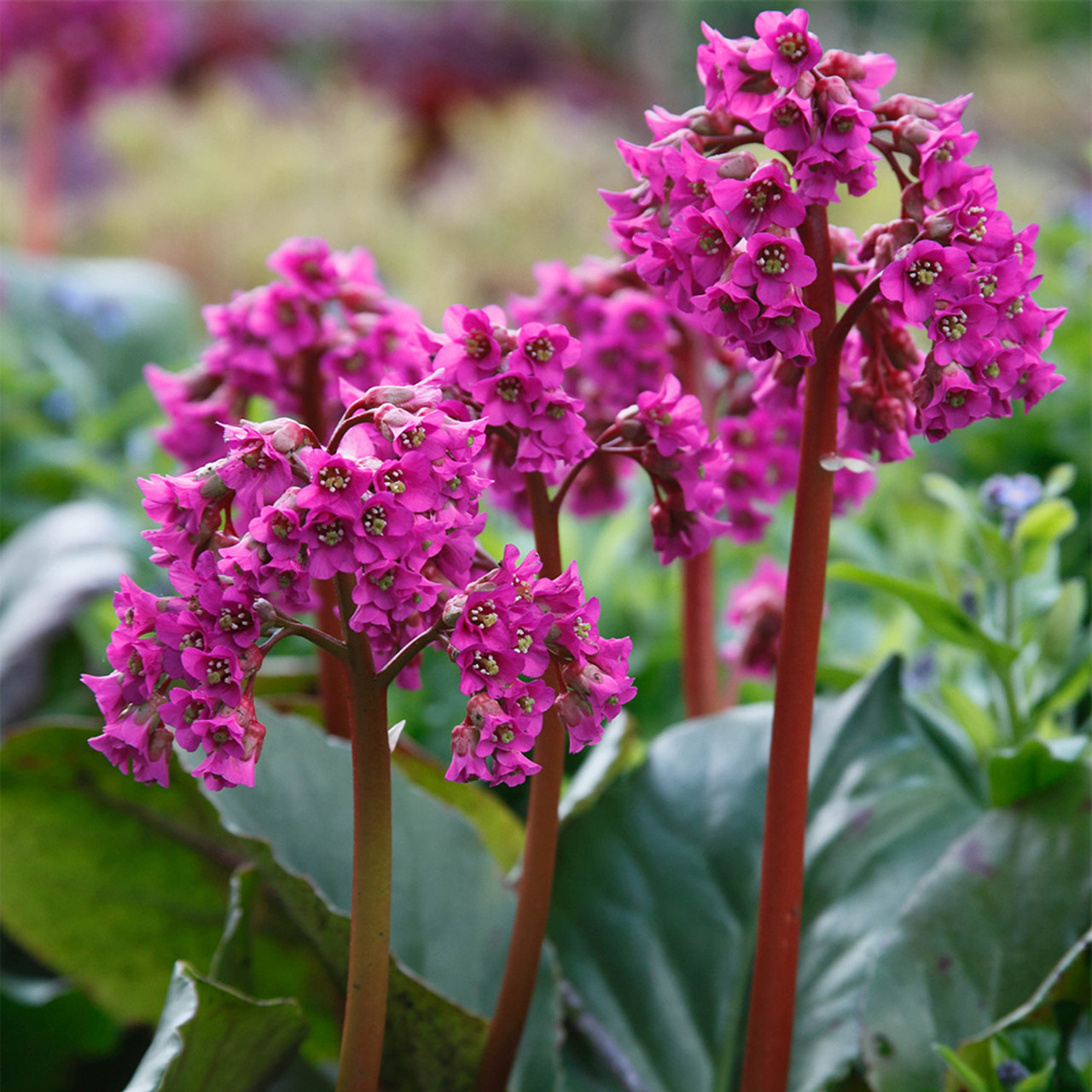 Bergenia cordifolia - Schoenlappersplant - Pakket van 10 stuks