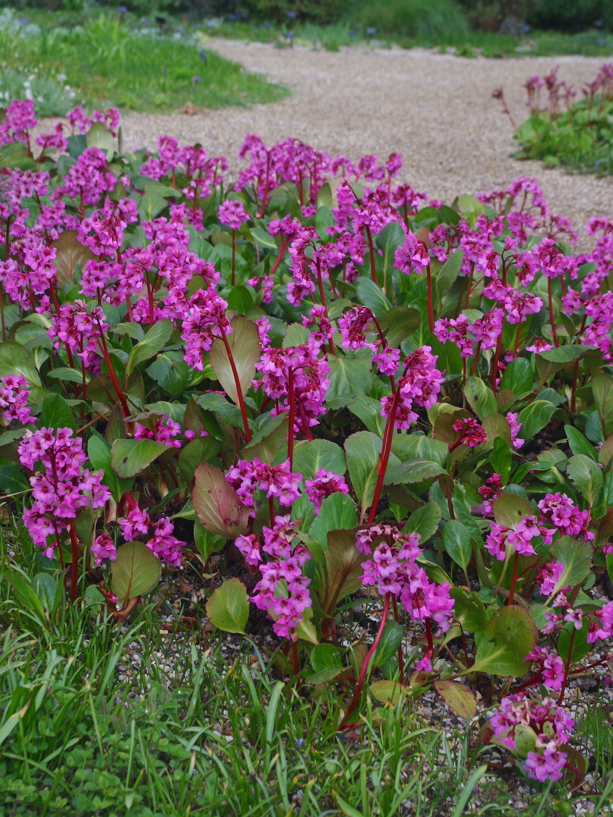 Bergenia cordifolia - Schoenlappersplant