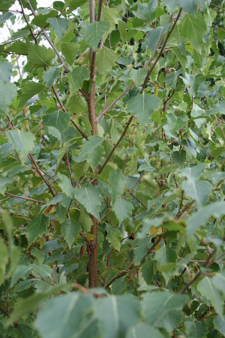 Betula pendula - Ruwe Berkenhaag blote wortel