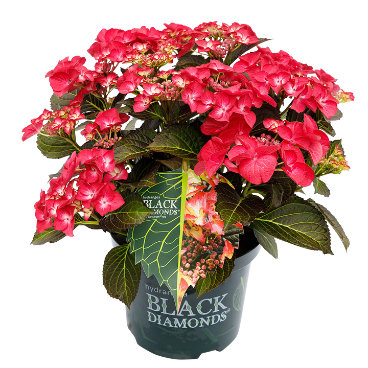Hydrangea macrophylla 'Dark Angel Red' - Black Diamonds® Collection