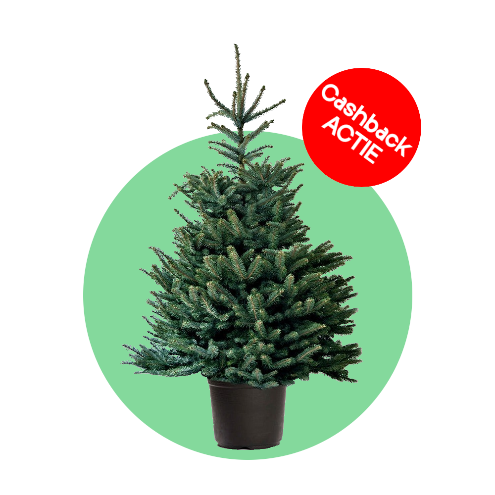 Blauwspar kerstboom 'Super' in pot - Picea pungens 'Super Blue' - 60/175cm