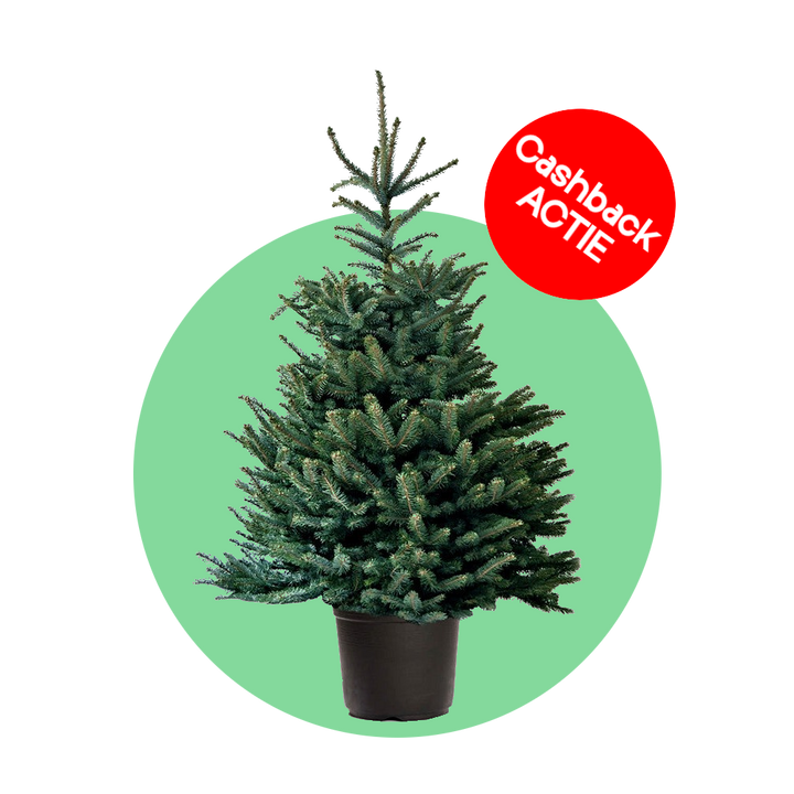 Blauwspar kerstboom 'Super' in pot - Picea pungens 'Super Blue' - 60/175cm