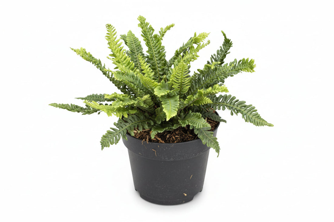 Blechnum spicant - Dubbelloof Varen C2 Pot