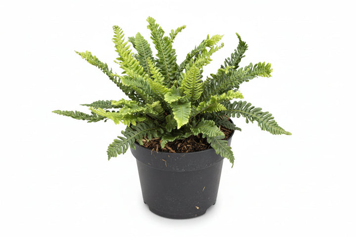 Blechnum spicant - Dubbelloof Varen C2 Pot