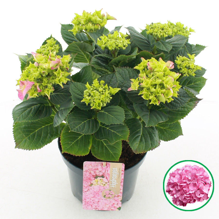 Hydrangea macrophylla - Boerenhortensia roze