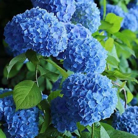 Hydrangea macrophylla - Boerenhortensia blauw
