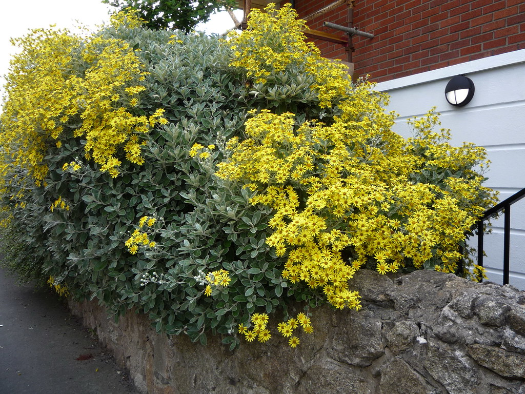 Brachyglottis 'Sunshine' - Kruiskruid