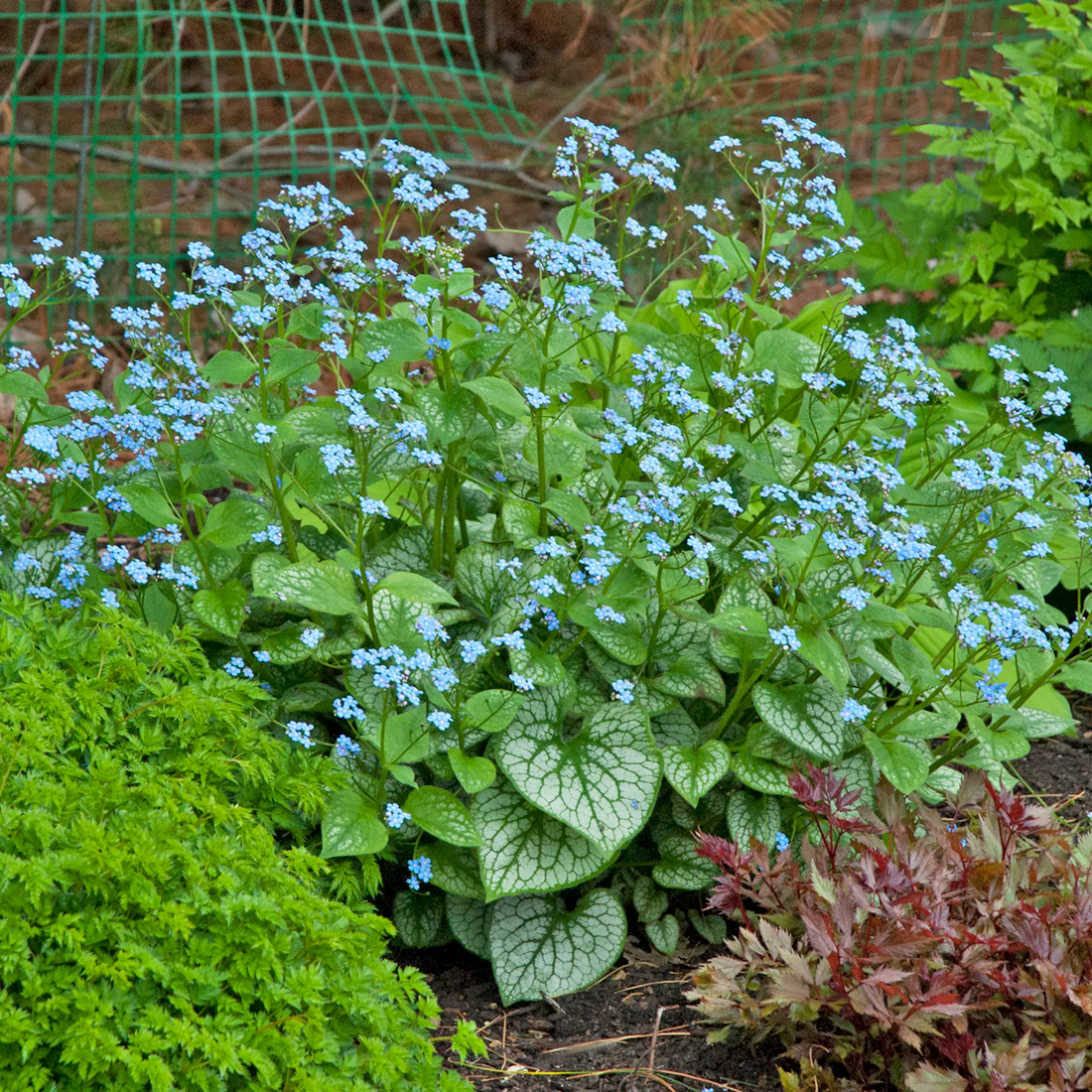 Brunnera macrophylla 'Jack Frost' - Vergeet-me-nietje