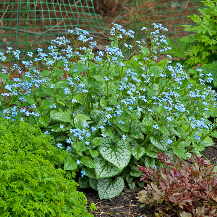 Brunnera macrophylla 'Jack Frost' - Vergeet-me-nietje
