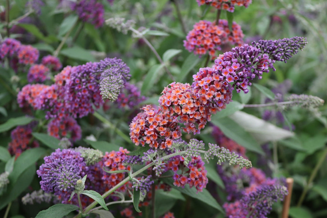 Buddleja weyeriana 'Flower Power' - Vlinderstruik
