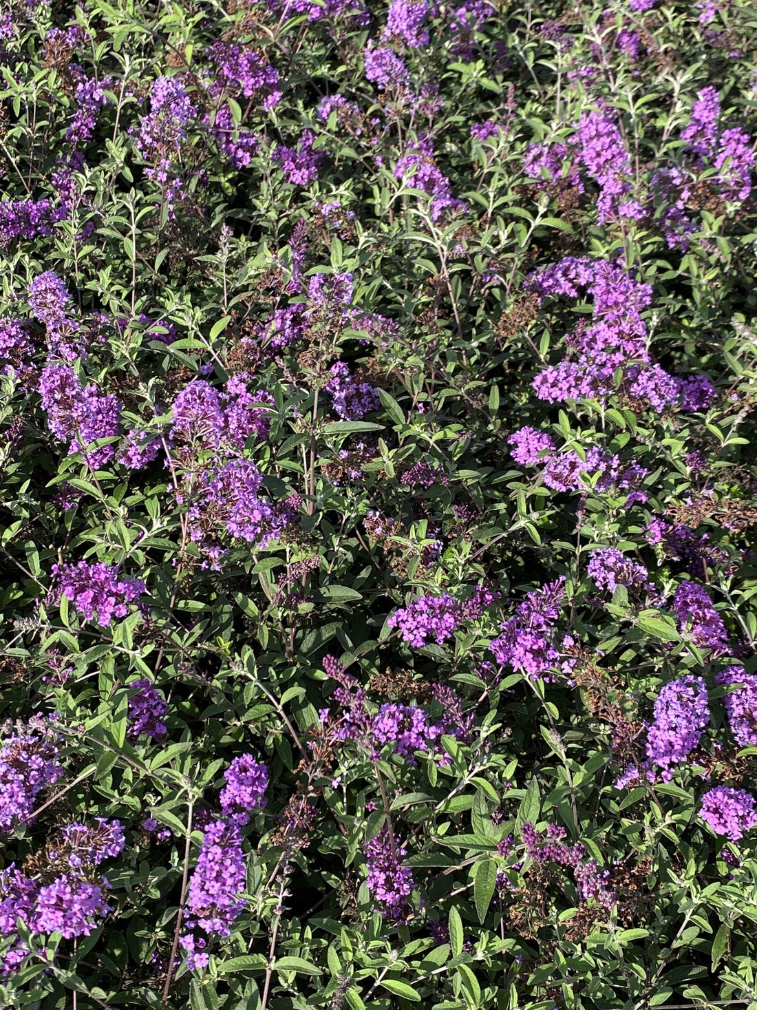 Buddleja davidii 'Border Beauty' - Vlinderstruik