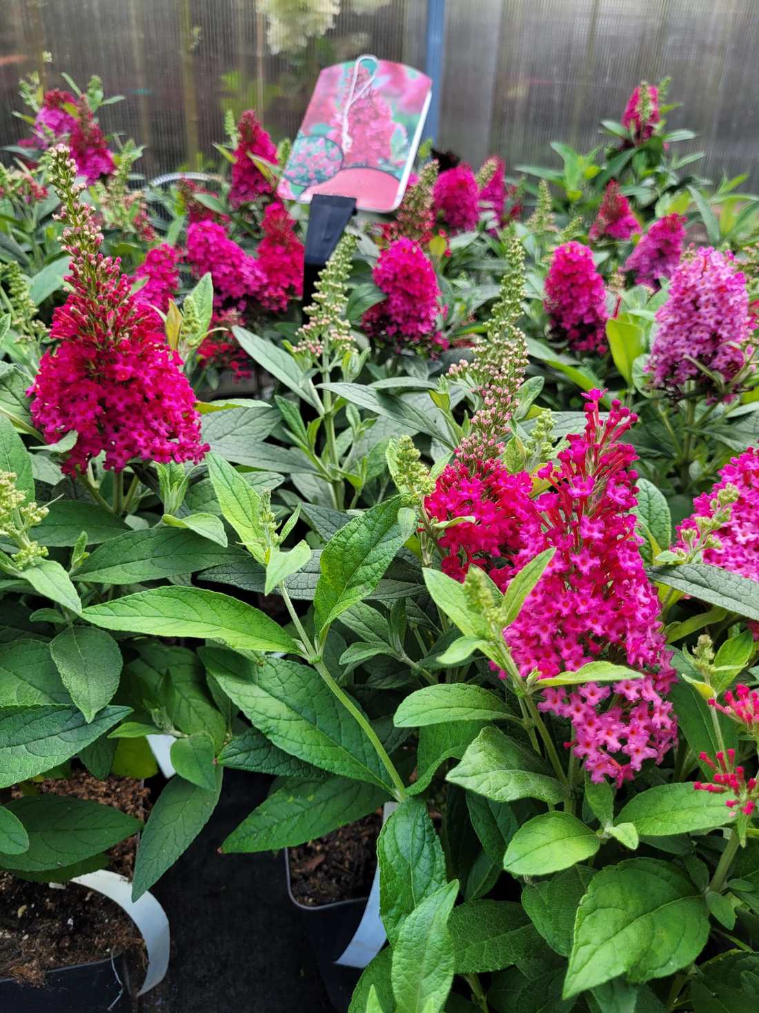 Buddleja Butterfly Candy 'Little Ruby' - Rode Dwergvlinder