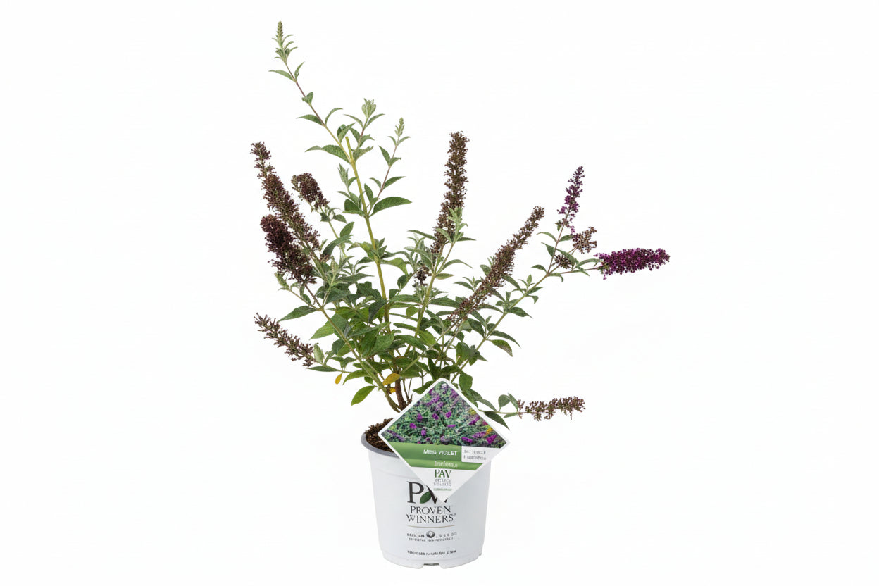 Buddleja 'Miss Violet' - Vlinderstruik