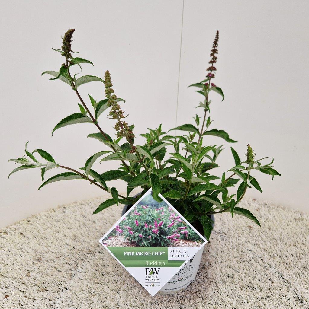 Buddleja 'Red Chip' - Dwergvlinderstruik rood