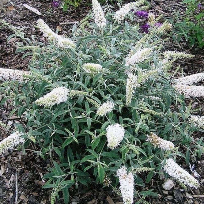 Buddleja 'White Ball' - Vlinderstruik