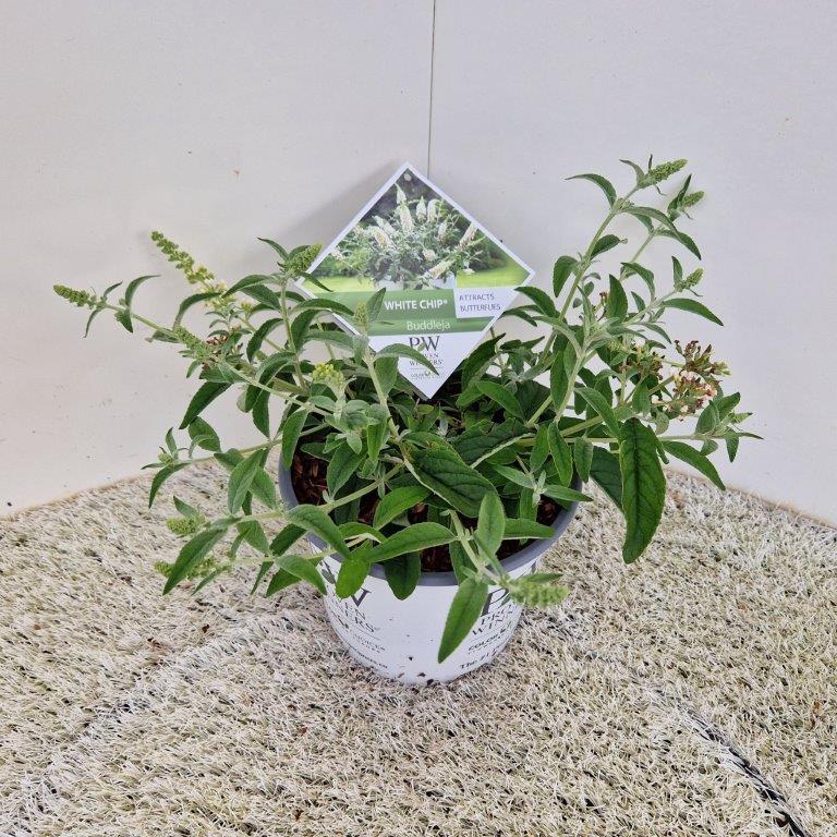 Buddleja 'White Chip' - Dwergvlinderstruik wit