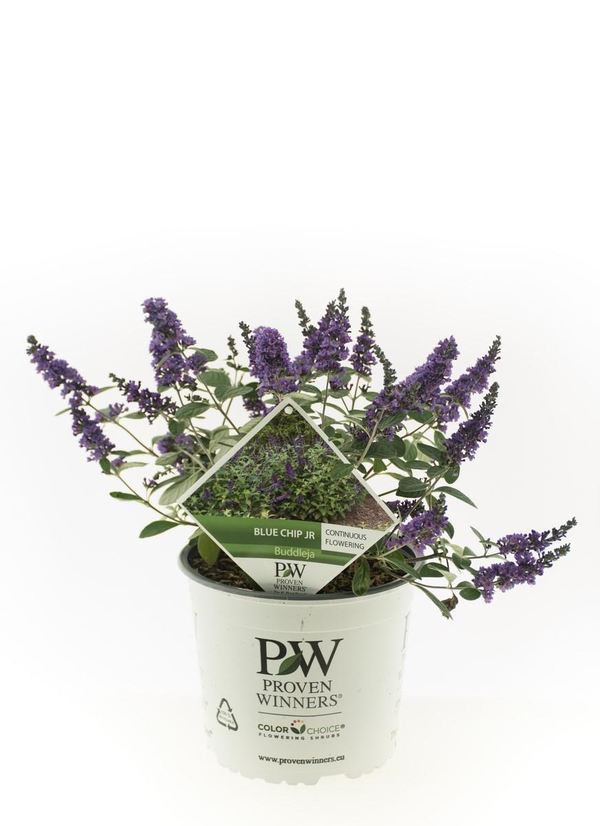 Buddleja 'Blue Chip jr.' - Compace dwerg vlinderstruik