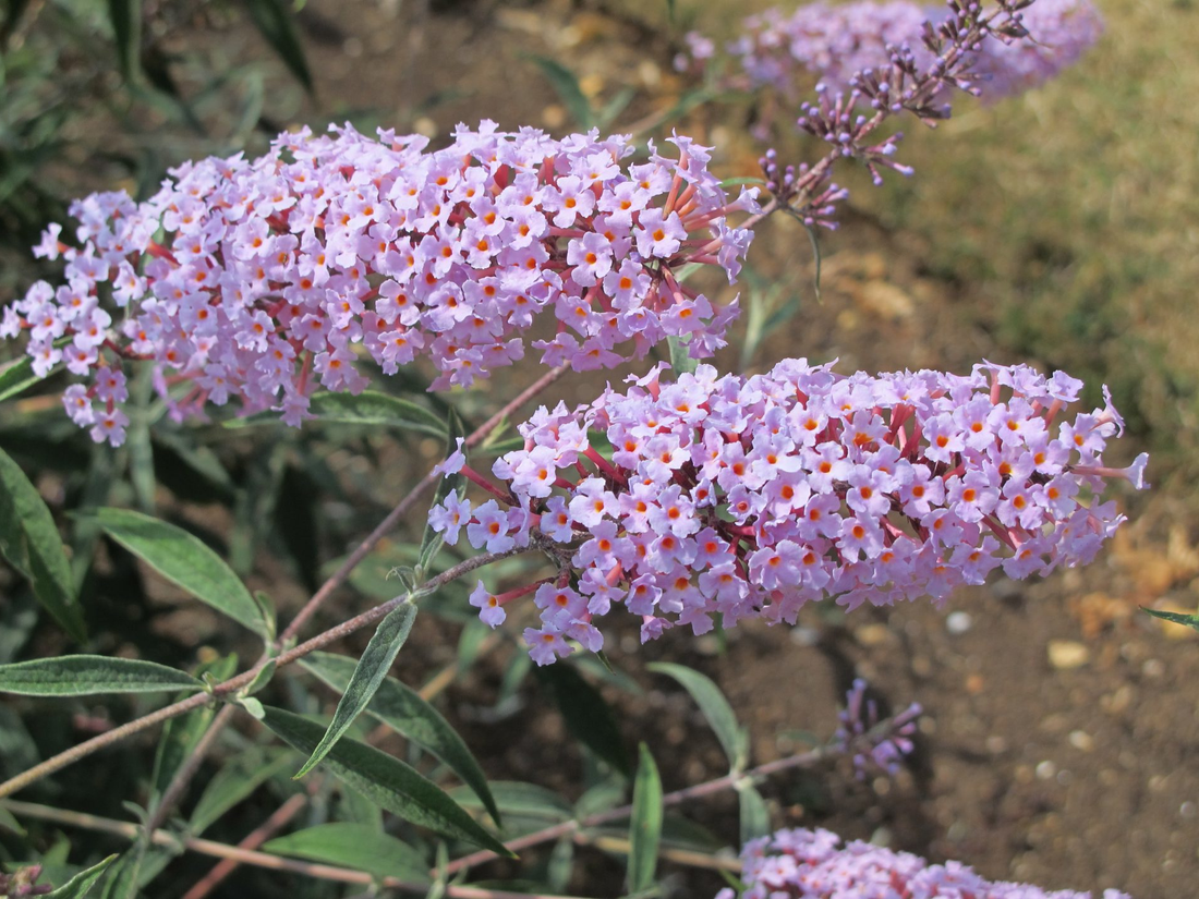 Buddleja davidii ‘Nanhoensis’ - Vlinderstruik