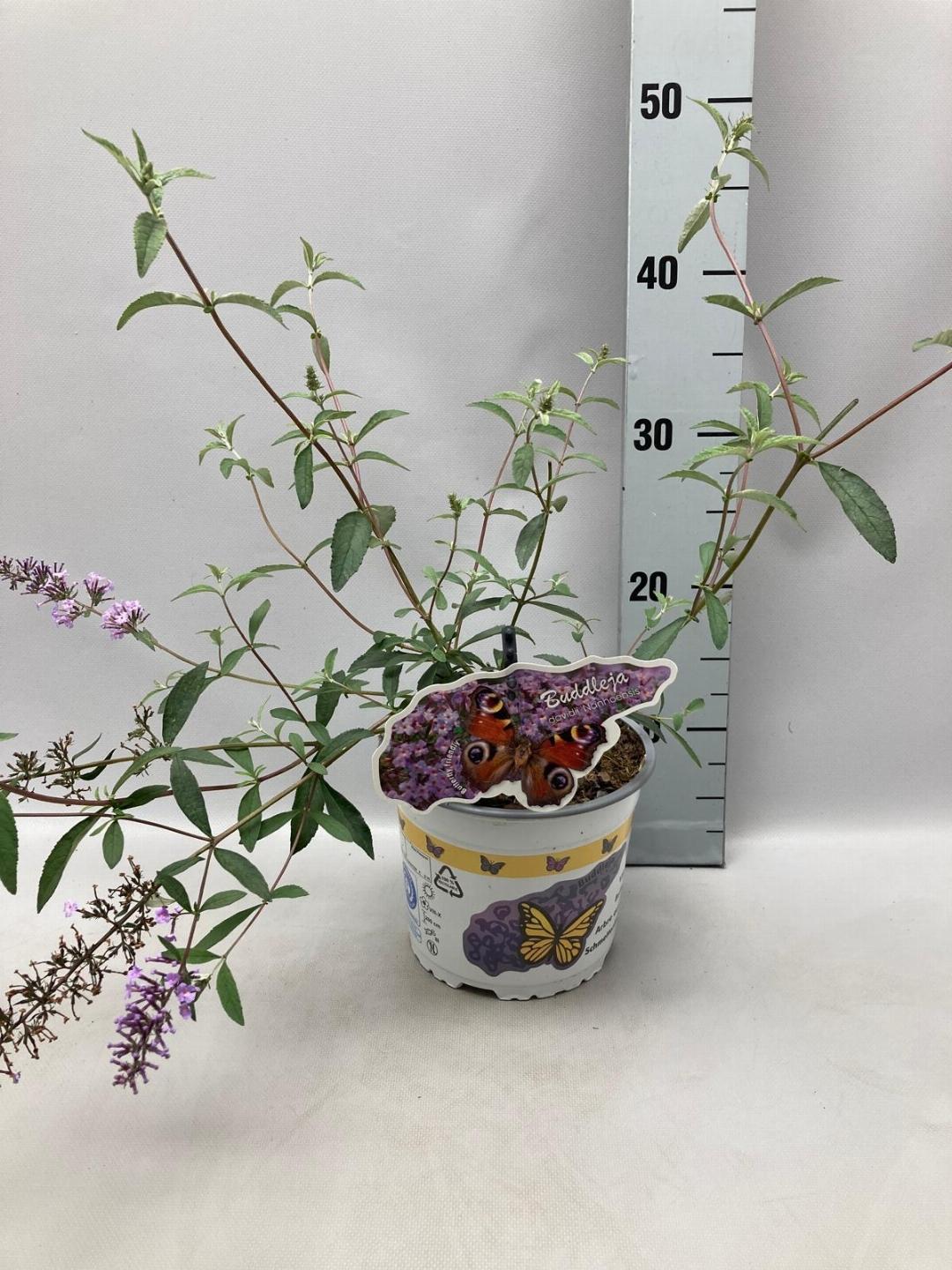 Buddleja davidii ‘Nanhoensis’ - Vlinderstruik