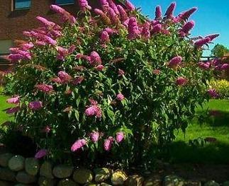 Buddleja davidii 'Pink Delight' - Vlinderstruik