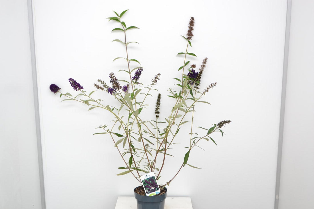 Buddleja davidii 'Black Knight' - Vlinderstruik