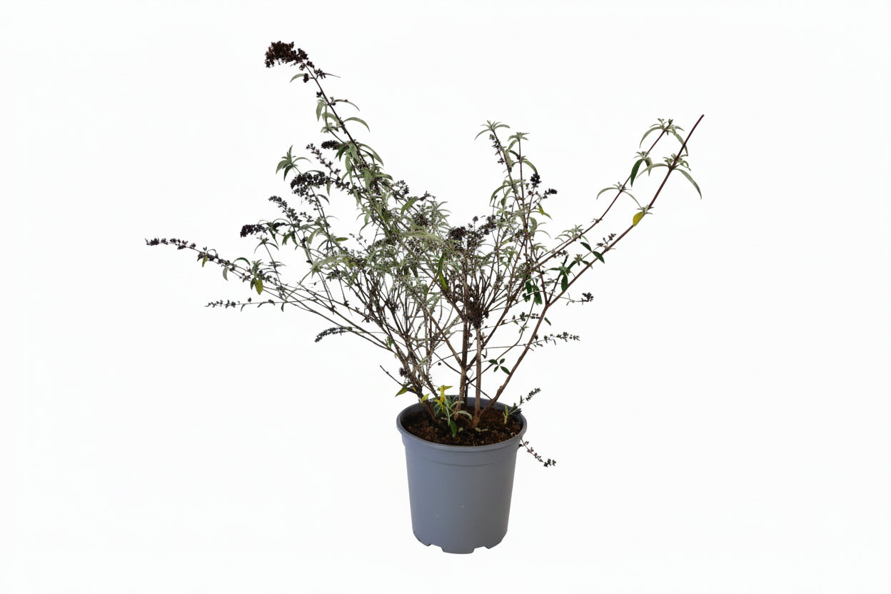 Buddleja davidii 'Border Beauty' - Vlinderstruik