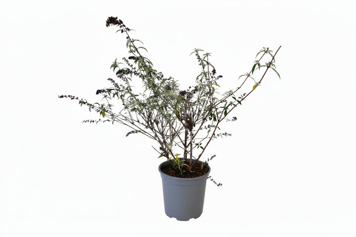 Buddleja davidii 'Border Beauty' - Vlinderstruik