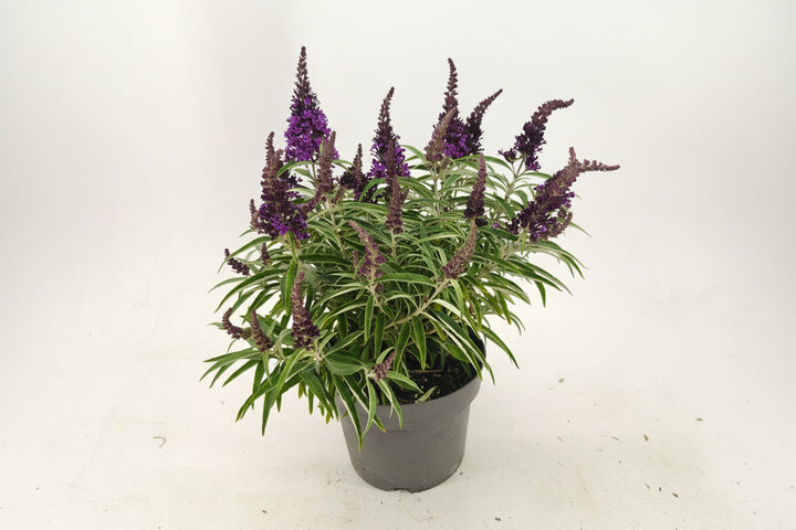 Buddleja Butterfly Candy 'Little Purple' - Paarse Dwergvlinder
