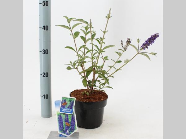 Buddleja davidii 'Empire Blue' - Vlinderstruik