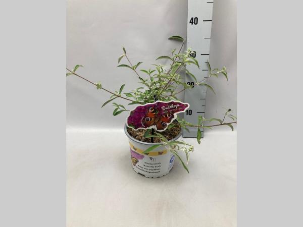 Buddleja davidii 'Nanho Purple' - Vlinderstruik