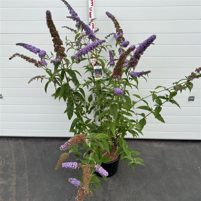 Buddleja davidii 'Orchid Beauty' - Vlinderstruik